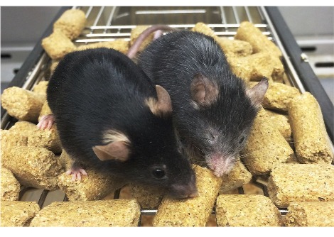 يقوم فريقان بحثيان بعكس علامات الشيخوخة لدى الفئران