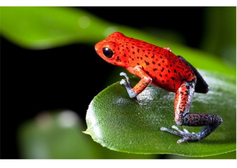 كيف تتطور الحيوانات لتصبح ملونة جدًا ؟
