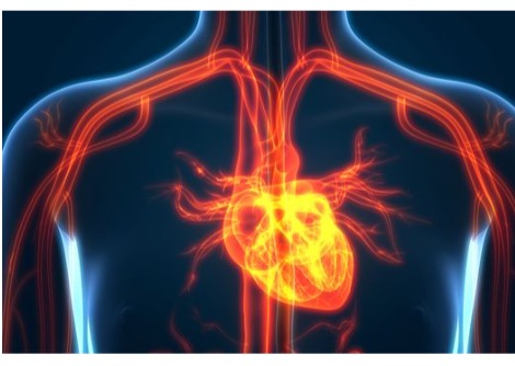 دراسة: المحليات قد تكون مرتبطة بأمراض القلب