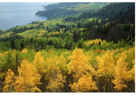 مجرد ترك الأشجار تنمو يمكن أن يخزن ثلث انبعاثات الكربون لدينا