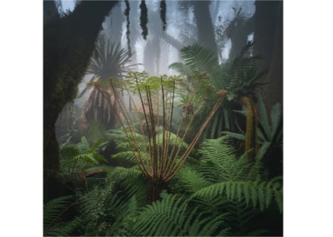 وصف مثير لكيفية تشكيل النباتات والحيوانات لبعضها البعض