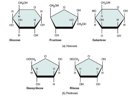 لماذا لا يمكننا هضم الألياف؟