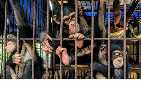 مرض غامض يقتل الشمبانزي في غرب إفريقيا. قد يعرف العلماء الآن الجاني